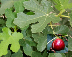 Brown Turkey Fig ~ Ficus carica 'Brown Turkey' G3