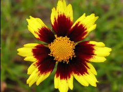 Big Bang™ Cosmic Eye Coreopsis ~ Coreopsis x 'Cosmic Eye' 19CM