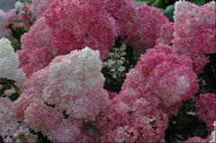 Vanilla Strawberry™ Hydrangea ~ Hydrangea paniculata 'Renhy' G3