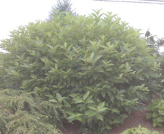 Buttonbush ~ Cephalanthus occidentalis G2