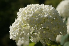 Annabelle Hydrangea ~ Hydrangea arborescens 'Annabelle' G2