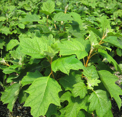 Pee Wee Oakleaf Hydrangea ~ Hydrangea quercifolia 'Pee Wee' G2