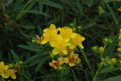 Gemo St. John's Wort ~ Hypericum kalmianum 'Gemo' G2
