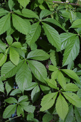 Virginia Creeper ~ Parthenocissus quinquefolia G2