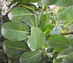Blackhaw Vibrunum ~ Viburnum prunifolium G3