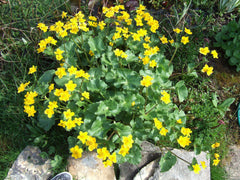 Marsh Marigold ~ Caltha palustris 19CM