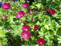 Purple Poppy Mallow ~ Callirhoe involucrata G2