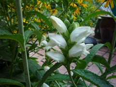 White Turtlehead ~ Chelone glabra 19CM