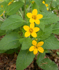 Green and Gold ~ Chrysogonum virginianum 19CM