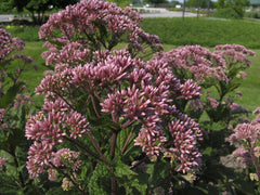 Little Joe Joe Pye Weed ~ Eupatorium dubium 'Little Joe'  G2