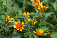 Summer Nights False Sunflower ~ Heliopsis helianthoides 'Summer Nights' G2