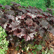 Bronze Wave Coral Bells ~ Heuchera villosa 'Bronze Wave' 19CM