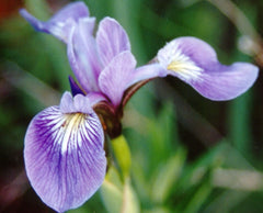 Northern Blue Flag ~ Iris versicolor G1
