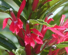 Cardinal Flower ~ Lobelia cardenalis 19CM