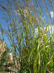 Big Bluestem ~ Andropogon gerardii G2