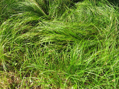 Pennsylvania Sedge ~ Carex pensylvanica 19CM