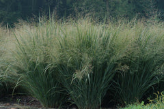 Northwind Switch Grass ~ Panicum virgatum 'Northwind' G2