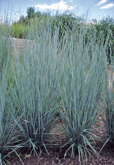 Prairie Blues Little Bluestem ~ Schizachyrium scoparium 'Prairie Blues' G2 AB