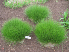 Prairie Dropseed ~ Sporobolus heterolepis G2