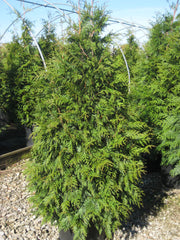 Green Giant Arbovitae ~ Thuja plicata x standishii G1