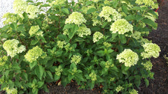 Little Lime® Panicle Hydrangea ~ Hydrangea paniculata 'Jane' G1