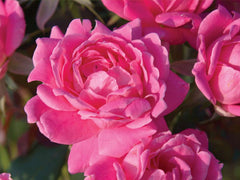 Pink Double Knock Out® Rose ~ Rosa ‘Radtkopink’ G2