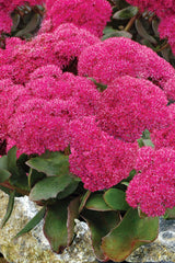 Birthday Party Stonecrop ~ Sedum 19CM