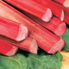 Chipman's Canada Red Rhubarb Plant ~ Rheum 'Chipman's Canada Red' G1