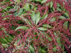 Katsura Pieris ~ Pieris japonica 'Katsura' G3