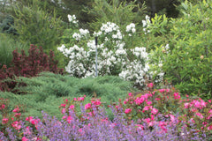 Snow White™ Mockorange ~ Philadelphus 'Snowwhite Fantasy' 19CM