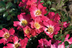 Pink Drift® Groundcover Rose ~ Rosa ‘Meijocos’ G2