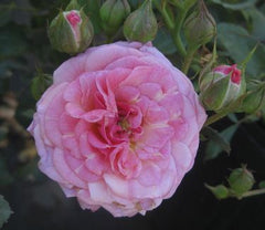 Sweet Drift® Groundcover Rose ~ Rosa 'Meiswetdom'  G2