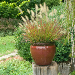 Burgundy Bunny Dwarf Fountain Grass ~ Pennisetum alopecuroides 'Burgundy Bunny' 19CM