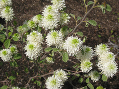 Dwarf Fothergilla ~ Fothergilla gardenii G2