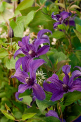 Sapphire Indigo™ Clematis ~ Clematis x 'Cleminov 51' 19CM
