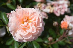Apricot Drift® Groundcover Rose ~ Rosa ‘Meimirrote’ G2