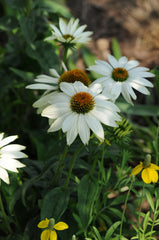 PowWow® White Coneflower ~ Echinacea purpurea 'PAS702918' 17CM