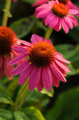 PowWow® Wild Berry Coneflower ~ Echinacea purpurea 'PAS702917' 17CM