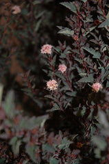 Little Devil™ Ninebark ~ Physocarpus opulifolius 'Donna May' G3