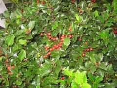 Royal Family Blue Maid & Blue Prince Holly ~ Ilex meserveae G3