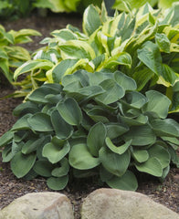 Blue Mouse Ears Plantain Lily ~ Hosta 'Blue Mouse Ears' 19CM