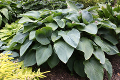 Empress Wu Plantain Lily ~ Hosta 'Empress Wu' 19CM