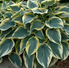 First Frost Plantain Lily ~ Hosta 'First Frost' 19CM