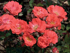 Coral Drift® Groundcover Rose ~ Rosa ‘Meidrifora’ 19CM