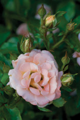 Peach Drift® Groundcover Rose ~ Rosa ‘Meiggili’ 19CM