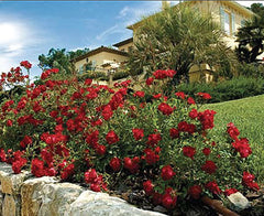 Red Drift® Groundcover Rose ~ Rosa 'Meigalpio' 19CM