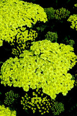 Sunny Seduction Yarrow - Achillea millefolium 'Sunny Seduction' 19CM