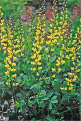 Lemon Meringue False Indigo ~ Baptisia 'Lemon Meringue' 19CM