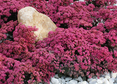 Sunsparkler® Dazzleberry Stonecrop ~ Sedum 19CM