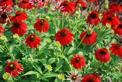 Sombrero® Salsa Red Coneflower ~ Echinacea x 'Balsomsed' 17CM